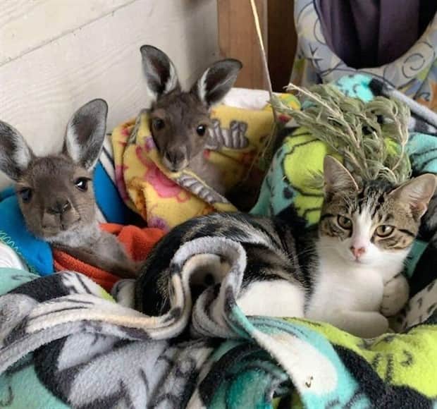 Heartwarming Animal Duos You Must See (33 photos)