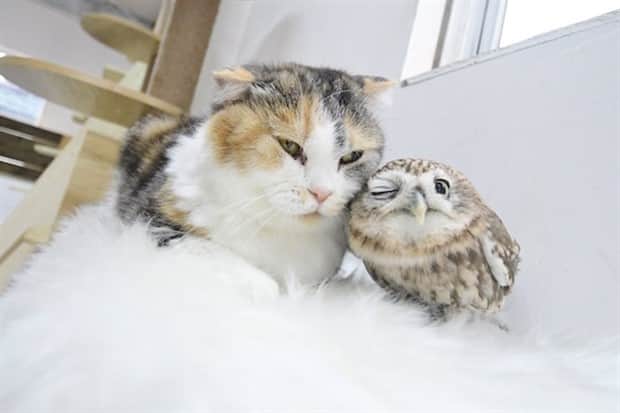 Heartwarming Animal Duos You Must See (33 photos)