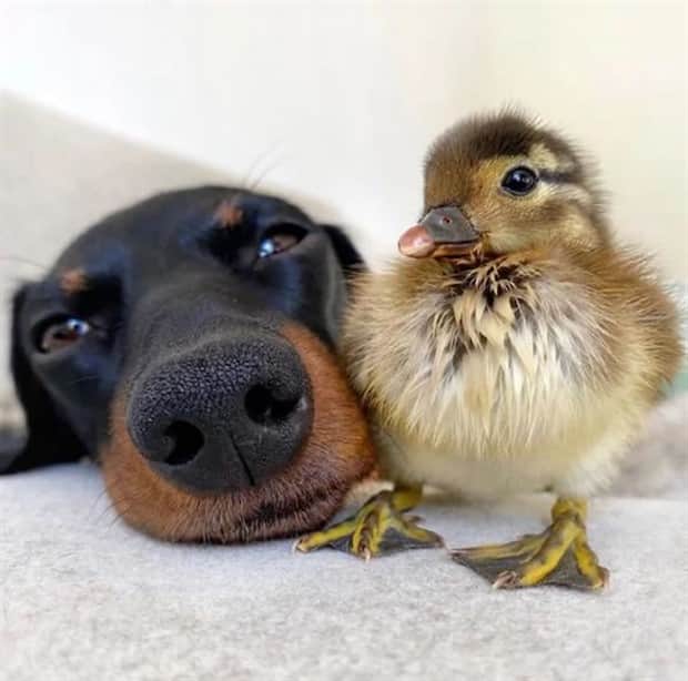 Heartwarming Animal Duos You Must See (33 photos)