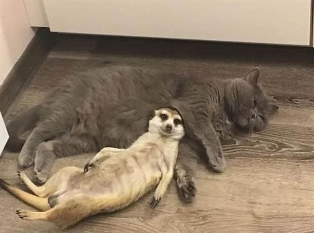 Heartwarming Animal Duos You Must See (33 photos)