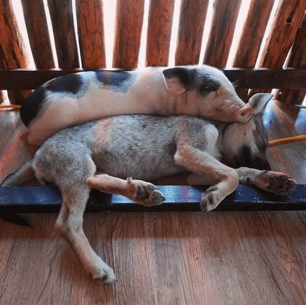 Heartwarming Animal Duos You Must See (33 photos)