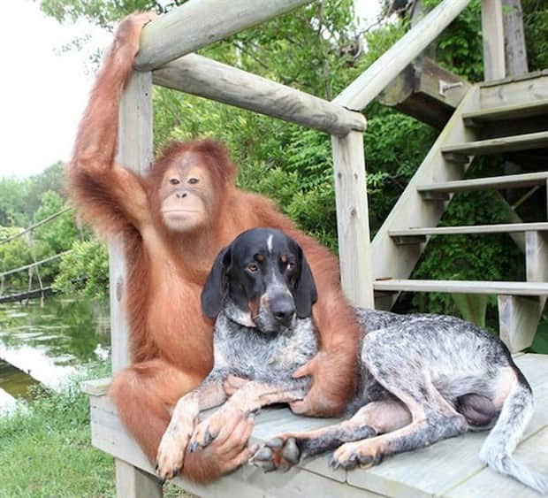 Heartwarming Animal Duos You Must See (33 photos)