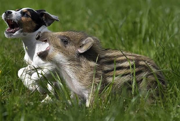 Heartwarming Animal Duos You Must See (33 photos)