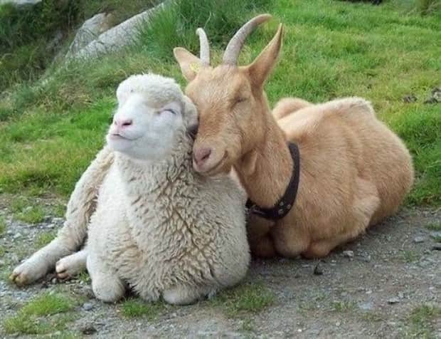 Heartwarming Animal Duos You Must See (33 photos)