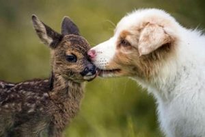 Heartwarming Animal Duos You Must See (33 photos)