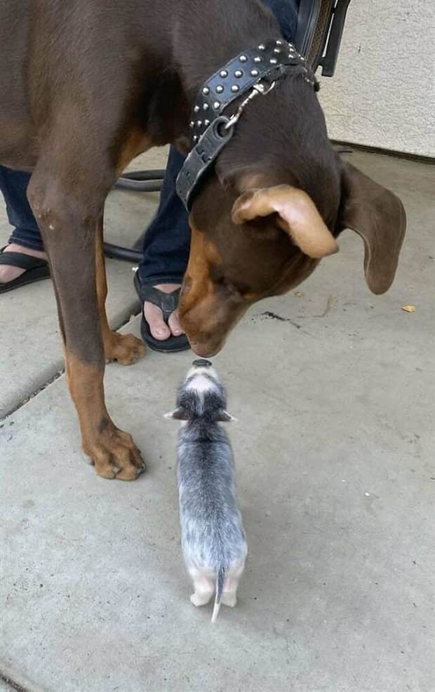 Heartwarming Animal Duos You Must See (33 photos)