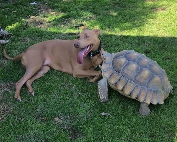 Heartwarming Animal Duos You Must See (33 photos)