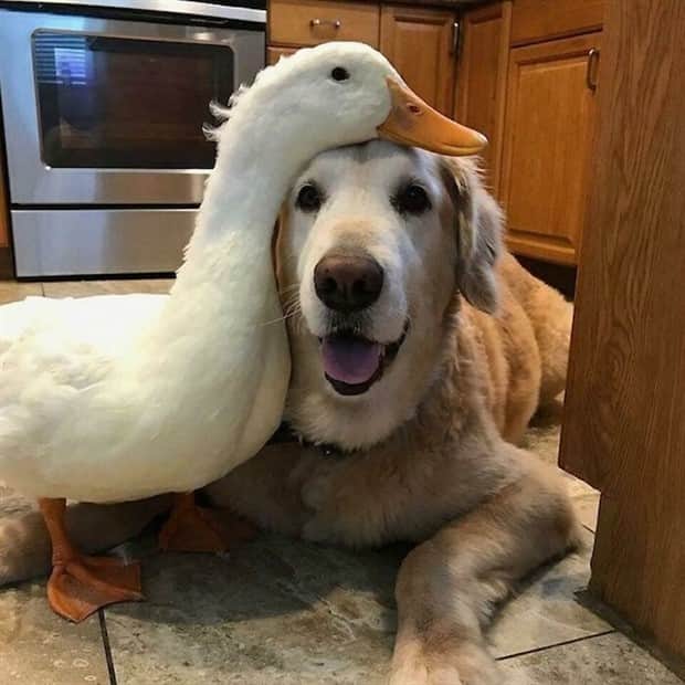 Heartwarming Animal Duos You Must See (33 photos)