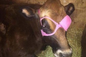 Cool Picture Parade DCCCXCIII