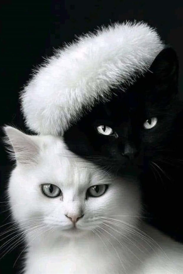 Awesome Pictures You Shouldn’t Miss #182 (23 photos)