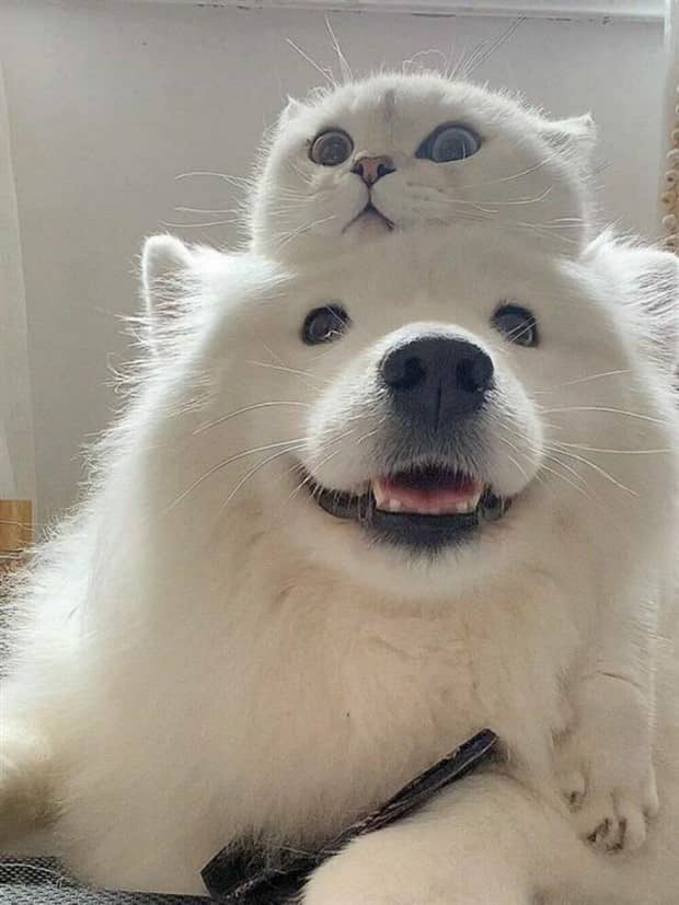 awesome pics 13 Awesome Pictures You Shouldn’t Miss #183 (21 photos)