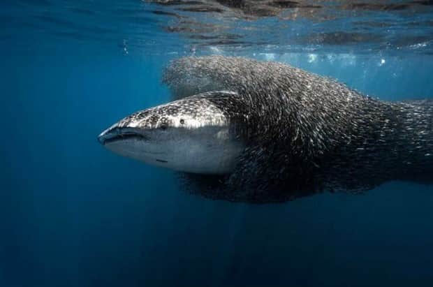 Awesome Pictures You Shouldn’t Miss #181 (21 photos)