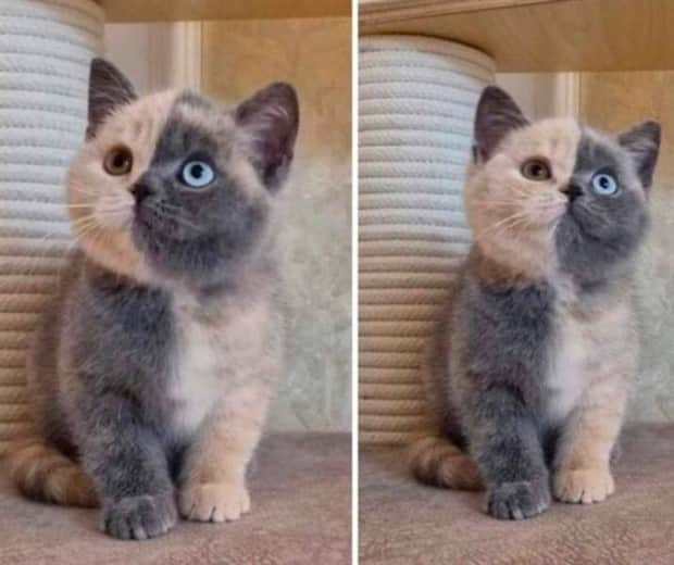 Awesome Pictures You Shouldn’t Miss #181 (21 photos)