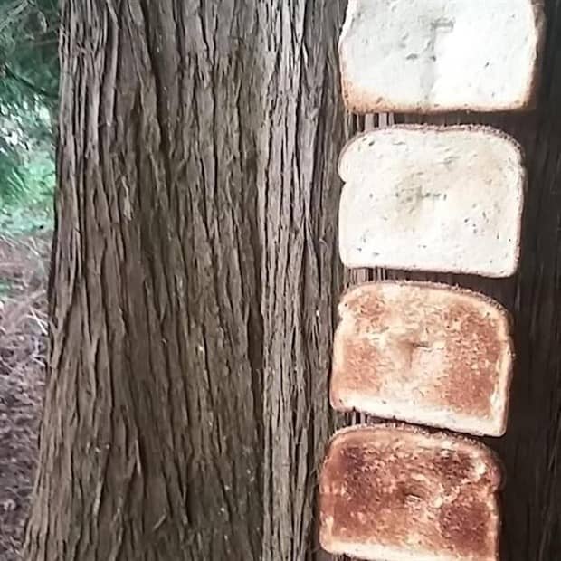 Bread Stapled to Trees for No Specific Reason (23 photos)