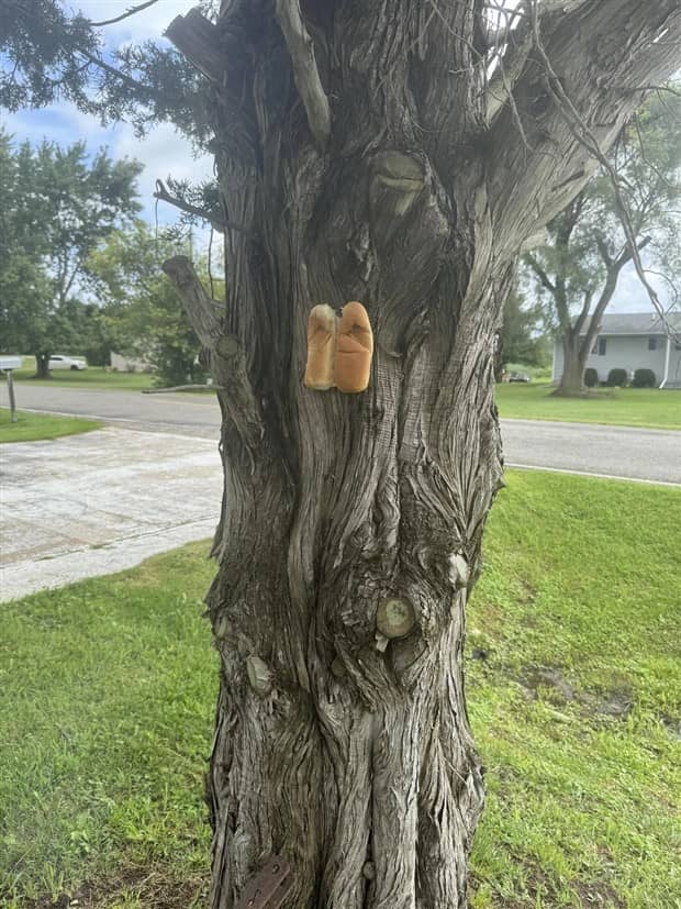 Bread Stapled to Trees for No Specific Reason (23 photos)