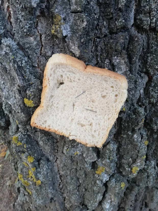 Bread Stapled to Trees for No Specific Reason (23 photos)