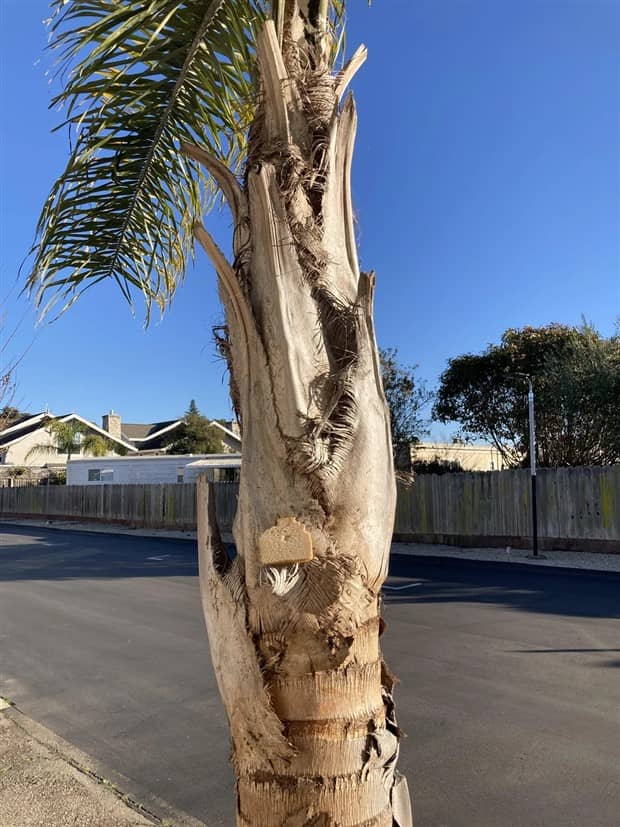 Bread Stapled to Trees for No Specific Reason (23 photos)