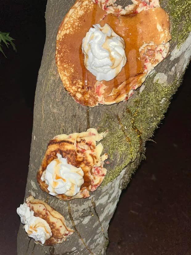 Bread Stapled to Trees for No Specific Reason (23 photos)