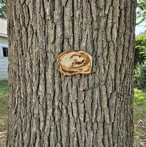 Bread Stapled to Trees for No Specific Reason (23 photos)