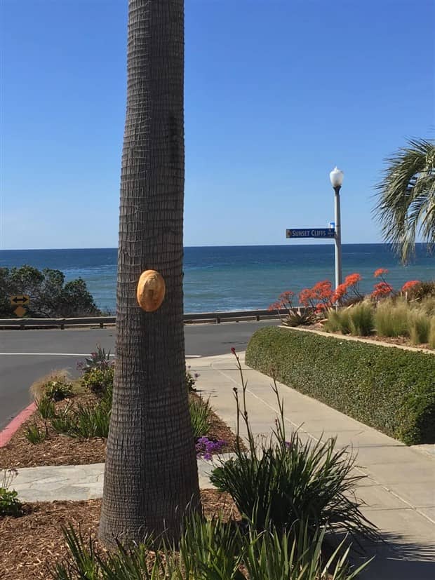 Bread Stapled to Trees for No Specific Reason (23 photos)