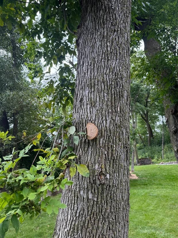 Bread Stapled to Trees for No Specific Reason (23 photos)