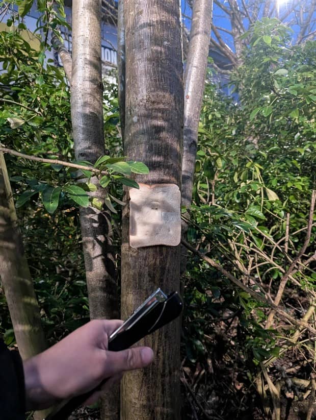 Bread Stapled to Trees for No Specific Reason (23 photos)