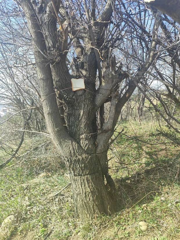 Bread Stapled to Trees for No Specific Reason (23 photos)