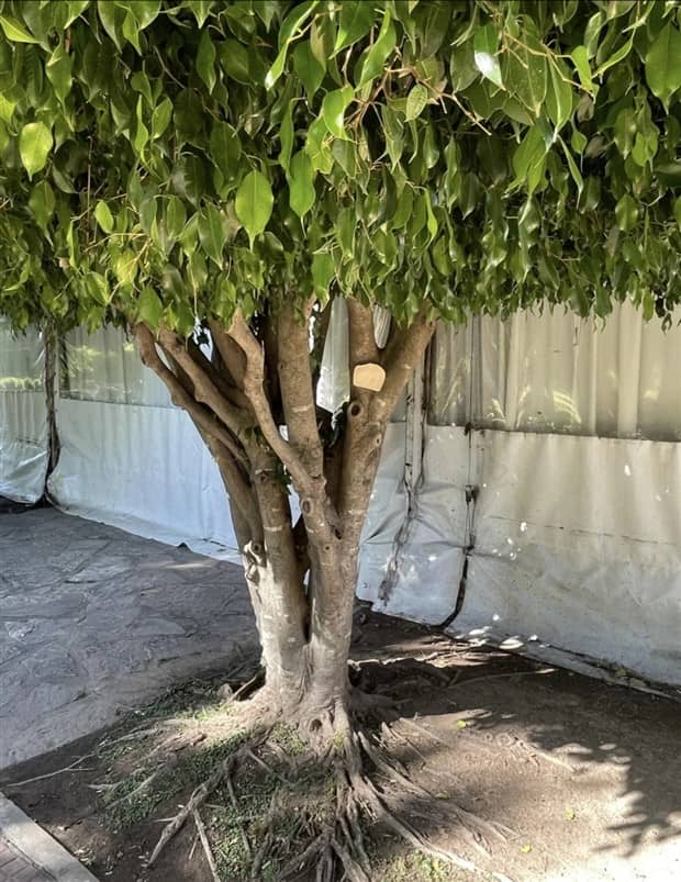 Bread Stapled to Trees for No Specific Reason (23 photos)