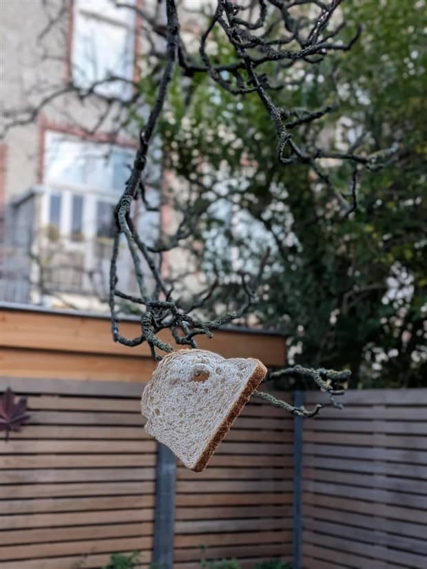 Bread Stapled to Trees for No Specific Reason (23 photos)
