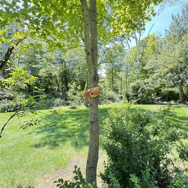 Bread Stapled to Trees for No Specific Reason (23 photos)