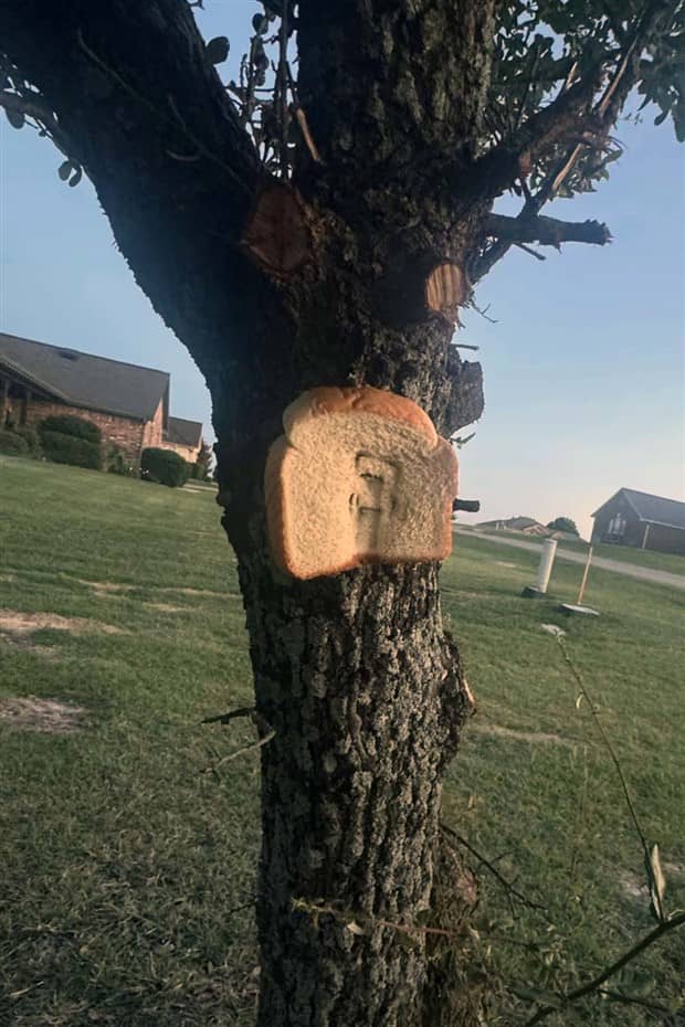 Bread Stapled to Trees for No Specific Reason (23 photos)