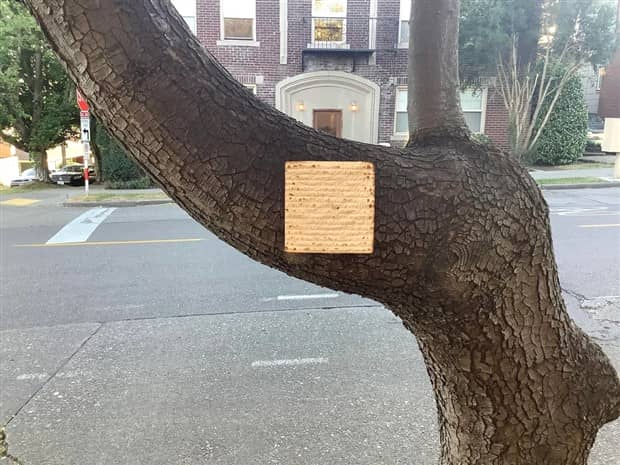 Bread Stapled to Trees for No Specific Reason (23 photos)