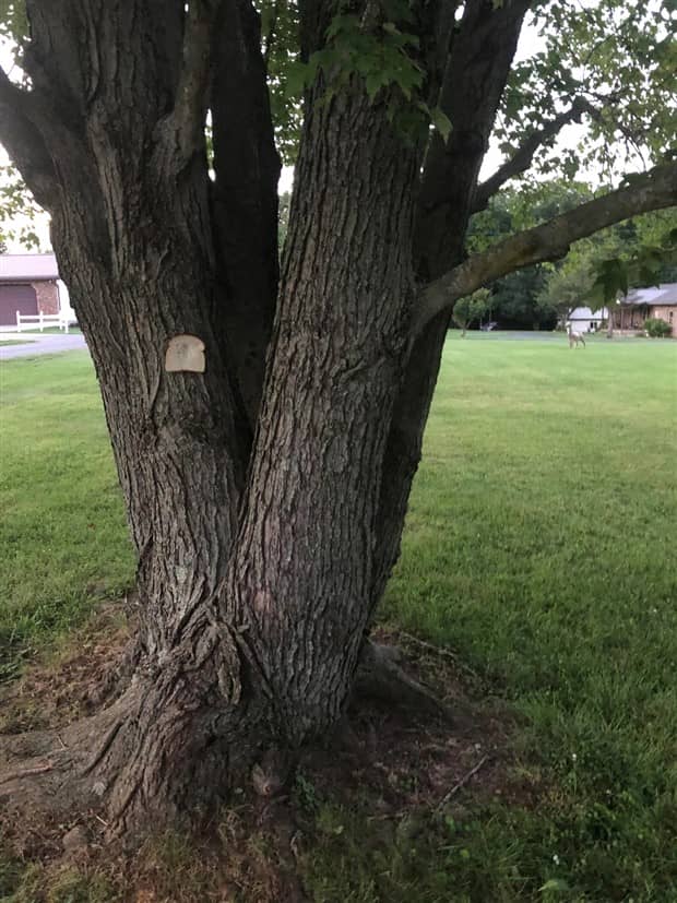 Bread Stapled to Trees for No Specific Reason (23 photos)