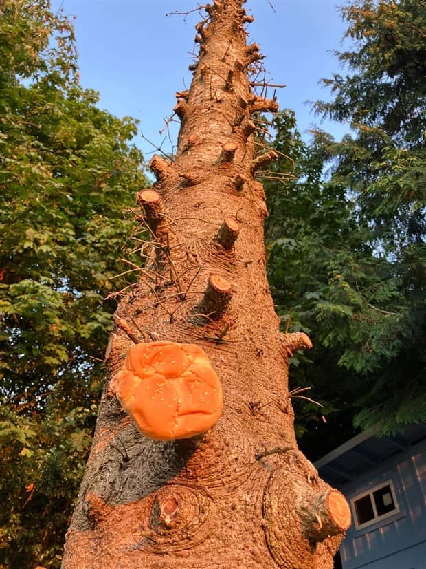 Bread Stapled to Trees for No Specific Reason (23 photos)