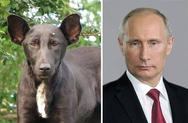 30 Dogs That Resemble Something Else (30 photos)