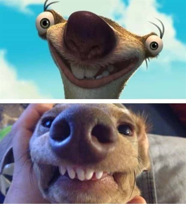 30 Dogs That Resemble Something Else (30 photos)