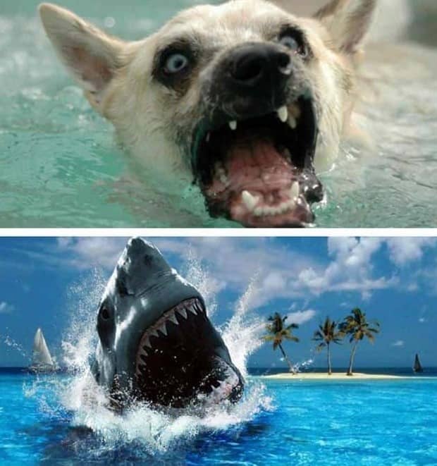 30 Dogs That Resemble Something Else (30 photos)