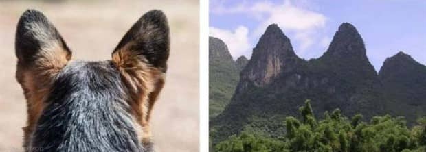 30 Dogs That Resemble Something Else (30 photos)