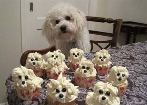 30 Dogs That Resemble Something Else (30 photos)