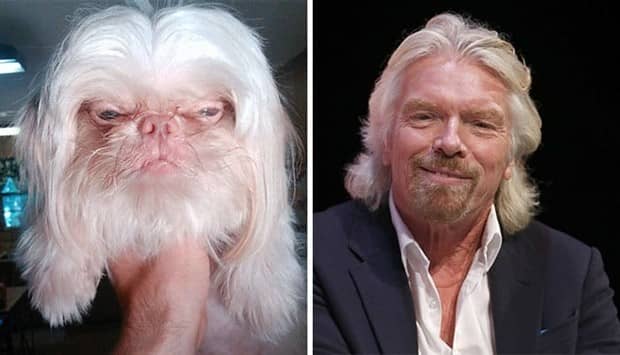 30 Dogs That Resemble Something Else (30 photos)