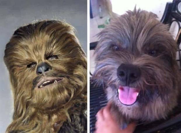 30 Dogs That Resemble Something Else (30 photos)