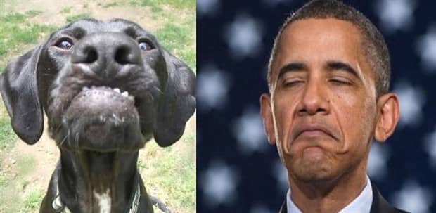 30 Dogs That Resemble Something Else (30 photos)
