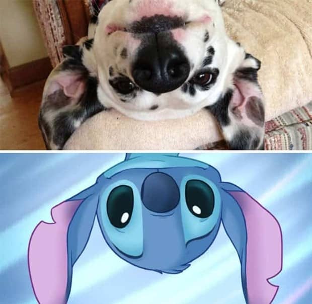 30 Dogs That Resemble Something Else (30 photos)