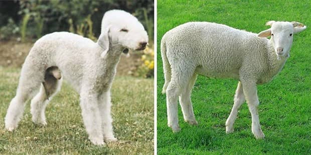 30 Dogs That Resemble Something Else (30 photos)