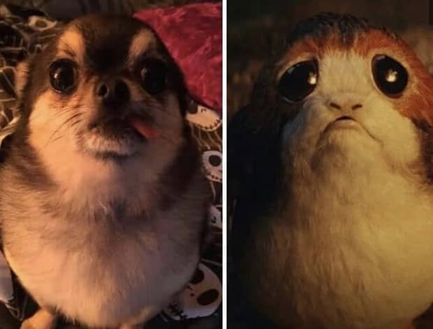 30 Dogs That Resemble Something Else (30 photos)