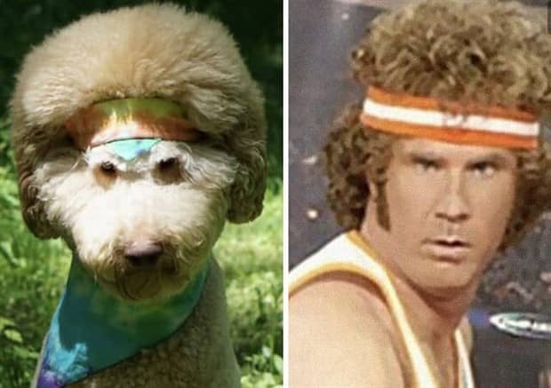 30 Dogs That Resemble Something Else (30 photos)