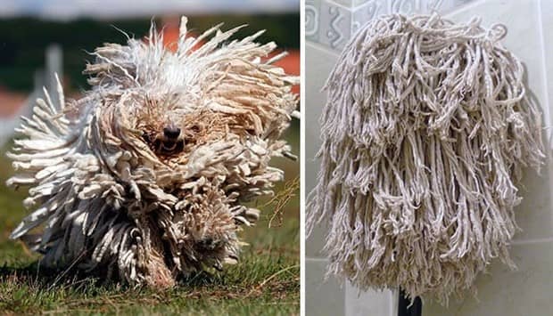 30 Dogs That Resemble Something Else (30 photos)