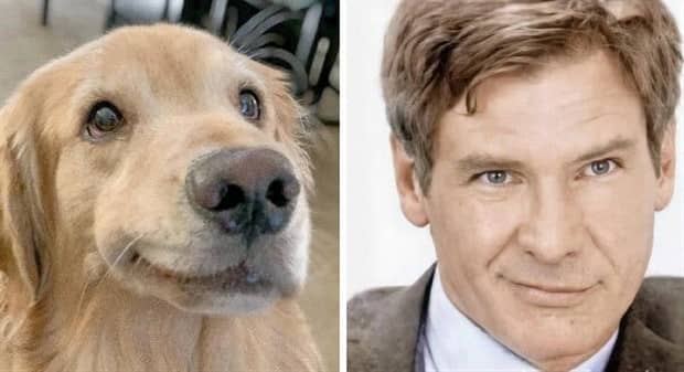 30 Dogs That Resemble Something Else (30 photos)