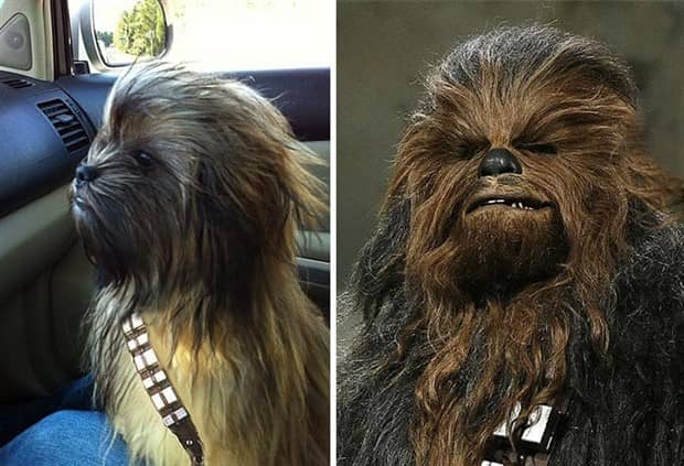 30 Dogs That Resemble Something Else (30 photos)