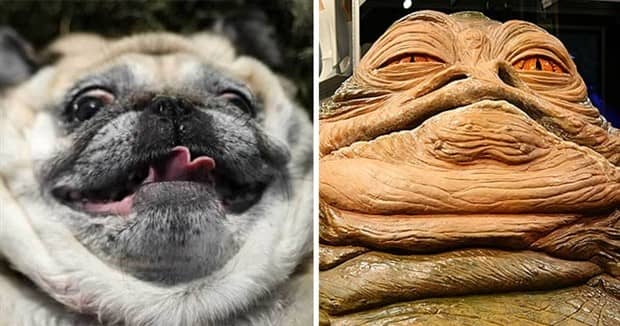 30 Dogs That Resemble Something Else (30 photos)